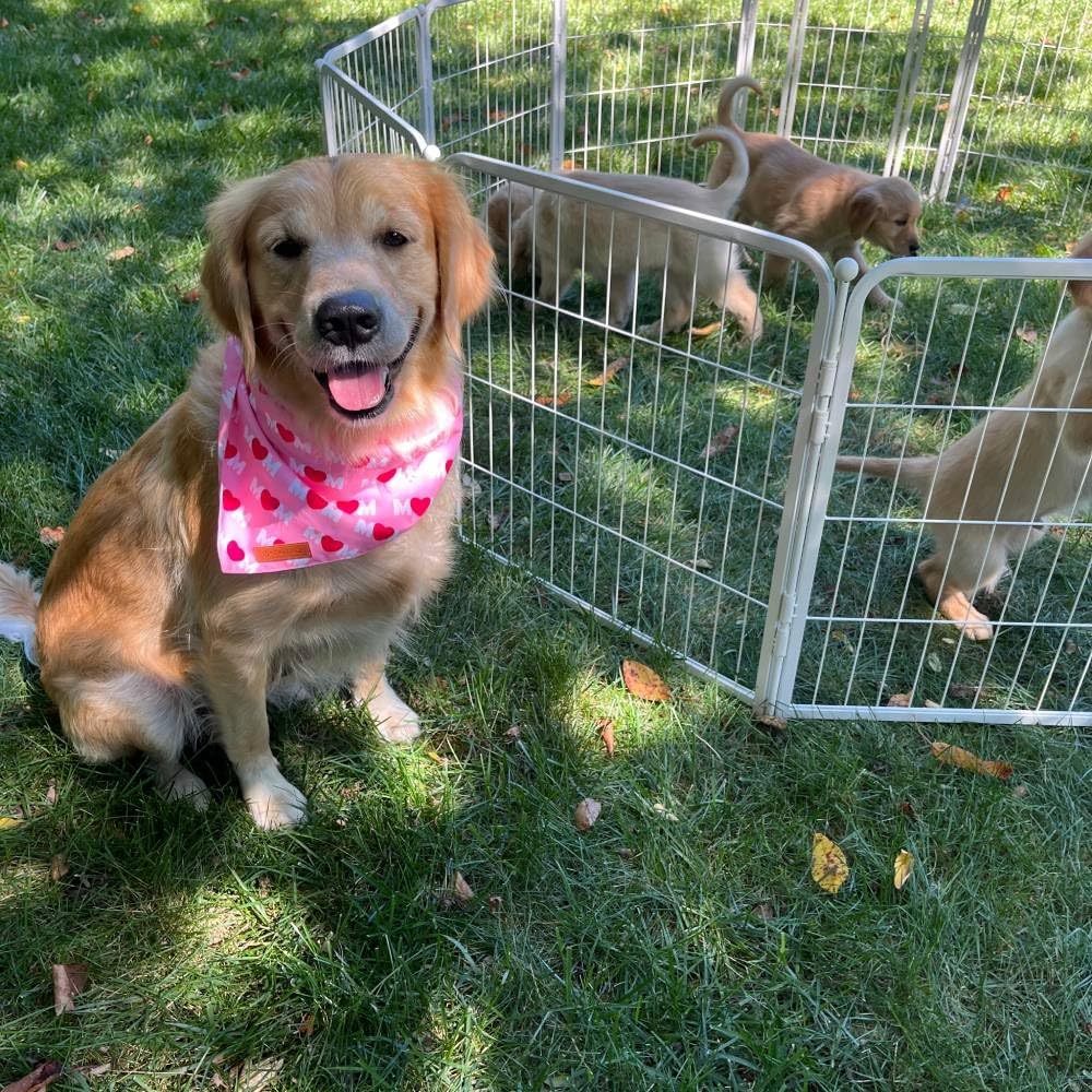 FXW Decorative Garden Fence for Yard, 24in(H) x 90ft(L) 48 Panels Heavy Duty No Dig Metal Fencing with Gate, Tall Animal Border Barrier for Dogs, White│Patented